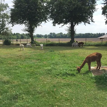 Decorative Holiday In On Alpaca Farm Дом отдыха Vorstenbosch