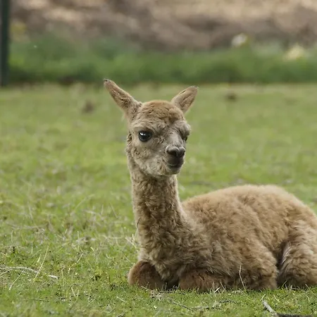 Decorative Holiday In On Alpaca Farm Дом отдыха
