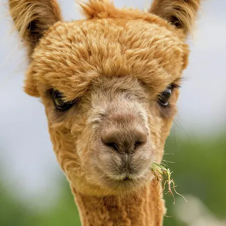 Дом отдыха Decorative Holiday In On Alpaca Farm *